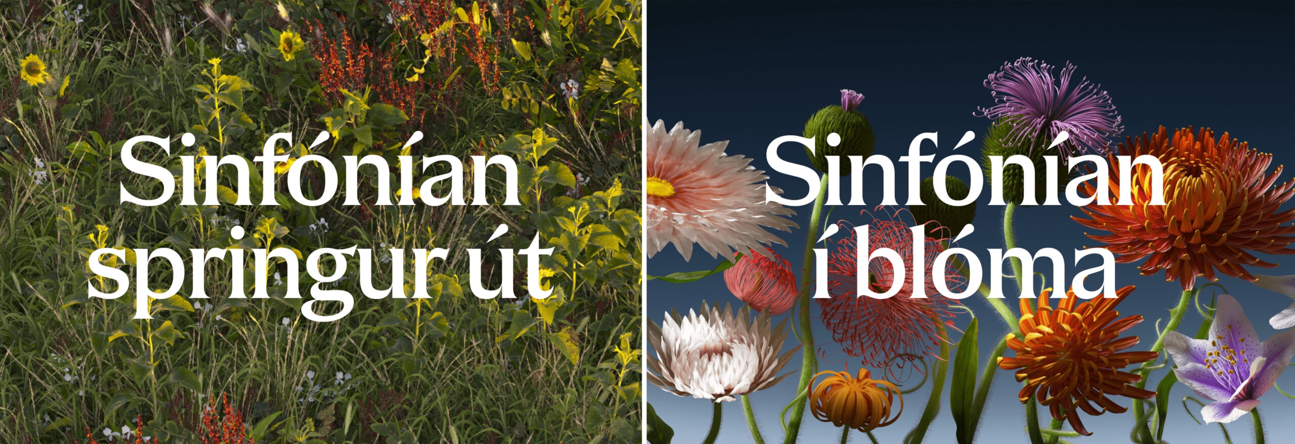 Full width image